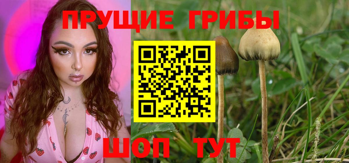 Видное  Псилоцибиновые грибы ЛСД  Вход с VPN  Псилоцибиновые грибы GOLDEN TEACHER 